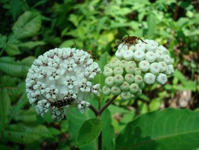 Asclepias variegata Redring Milkweed