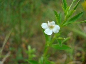 Mecardonia acuminata Small Axilflower