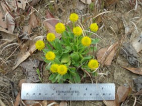 Polygala nana Bachelor's Button