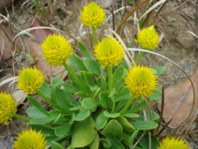 Polygala nana Bachelor's Button