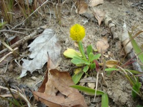 Polygala nana Bachelor's Button