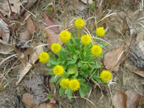 Polygala nana Bachelor's Button