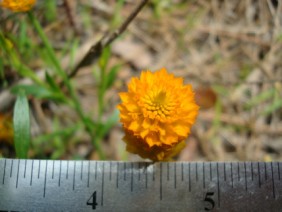 Polygala lutea Bog Bachelor Button