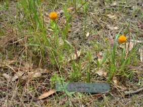 Polygala lutea Bog Bachelor Button