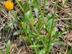 Polygala lutea Bog Bachelor Button