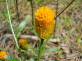 Polygala lutea Bog Bachelor's Button