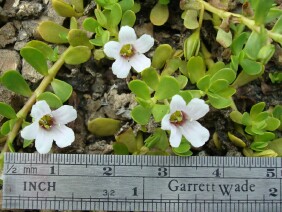 Bacopa monnieri Herb of Grace