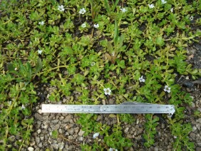 Bacopa monnieri Herb of Grace