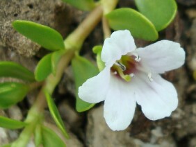 Bacopa monnieri Herb of Grace