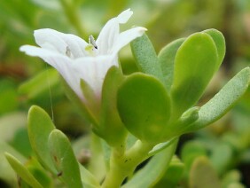 Bacopa monnieri Herb of Grace