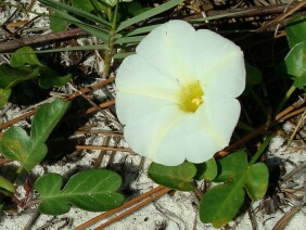 Ipomoea imperati Beach Morningglory