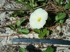 Ipomoea imperati Beach Morningglory