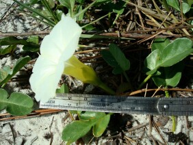 Ipomoea imperati Beach Morningglory