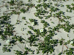 Ipomoea imperati Beach Morningglory