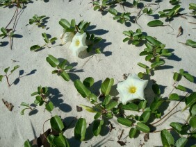 Ipomoea imperati Beach Morningglory