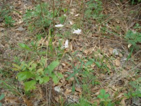 Penstemon australis Beard-tongue