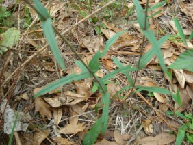 Penstemon australis Beard-tongue