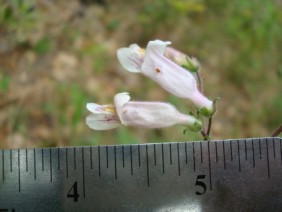 Penstemon australis Beard-tongue