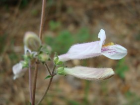 Penstemon australis Beard-tongue