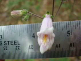 Penstemon australis Beard-tongue