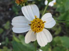 Bidens alba, Romerillo, Spanish Needles