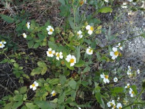 Bidens alba, Romerillo, Spanish Needles