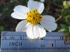 Bidens alba, Romerillo, Spanish Needles