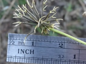 Bidens alba, Romerillo, Spanish Needles