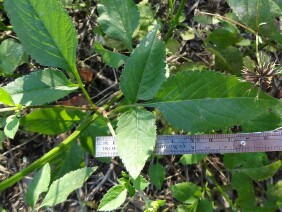 Bidens alba, Romerillo, Spanish Needles