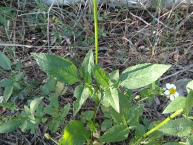 Bidens alba, Romerillo, Spanish Needles