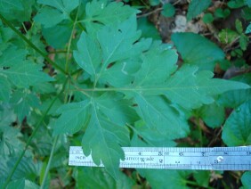 Bidens bipinnata Spanish Needles