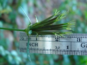 Bidens bipinnata Spanish Needles