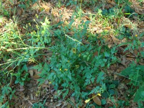 Bidens bipinnata Spanish Needles