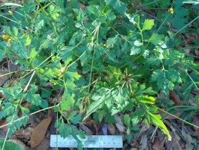 Bidens bipinnata Spanish Needles