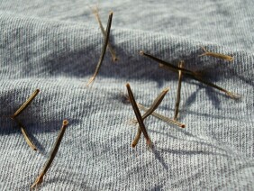 Bidens bipinnata Spanish Needles