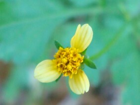 Bidens bipinnata Spanish Needles