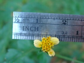 Bidens bipinnata Spanish Needles