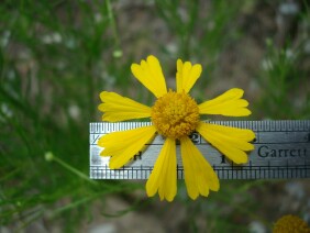 Helenium amarum Bitterweed