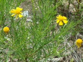 Helenium amarum Bitterweed