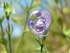 Trichostema dichotomum Blue Curls