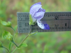 Trichostema dichotomum Blue Curls