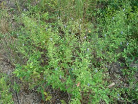 Trichostema dichotomum Blue Curls