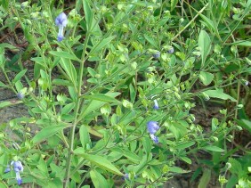 Trichostema dichotomum Blue Curls