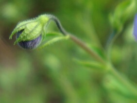 Trichostema dichotomum Blue Curls