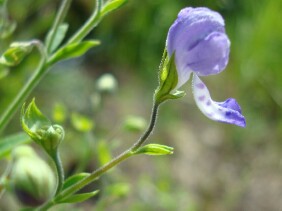 Trichostema dichotomum Blue Curls