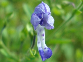 Trichostema dichotomum Blue Curls