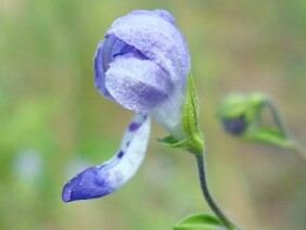 Trichostema dichotomum Blue Curls