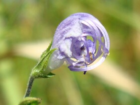 Trichostema dichotomum Blue Curls