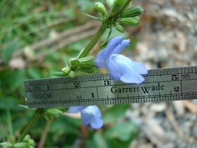 Salvia azurea Blue Sage