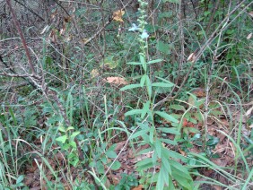 Salvia azurea Blue Sage